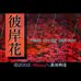彼岸花（日版）